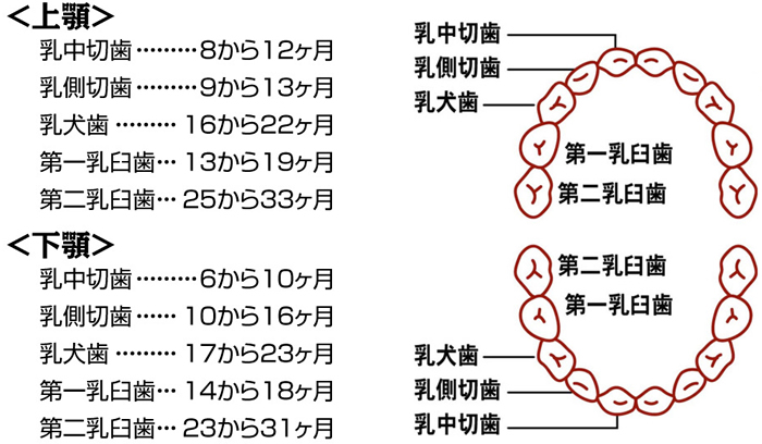 乳歯の名前と生える時期