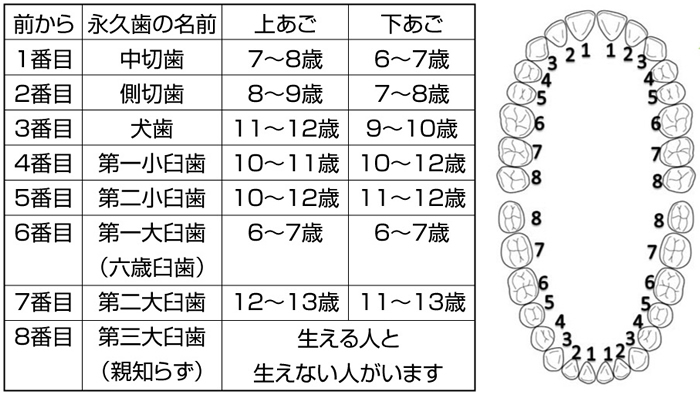 永久歯への生え替わり時期