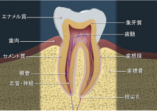 歯の構造